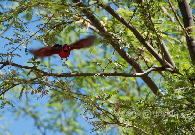 red bird in flight-1