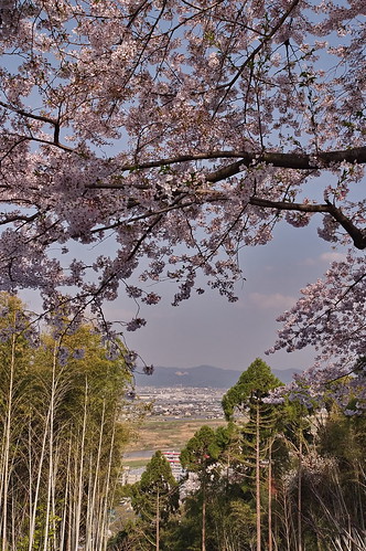 【写真】2013 桜 : 石清水八幡宮/2021-12-06/IMGP9731