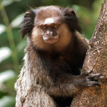 Sagui-de-tufos-pretos (Callithrix penicillata) - Black-tufted marmoset