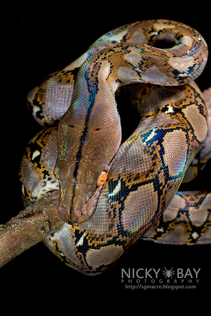 Reticulated Python (Broghammerus reticulatus) - DSC_7357