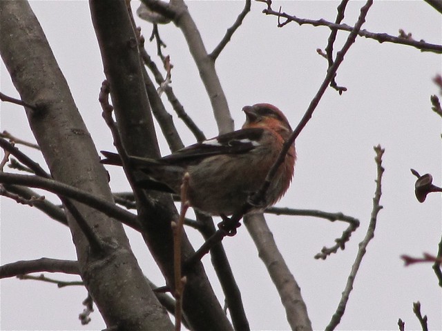 White-winged Crossbill at Greenwood Cemetery in Winnebago County, IL 01