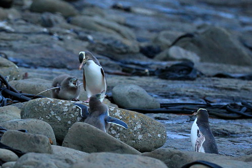 newzealand penguin coast wildlife nz catlins curiobay megadyptesantipodes