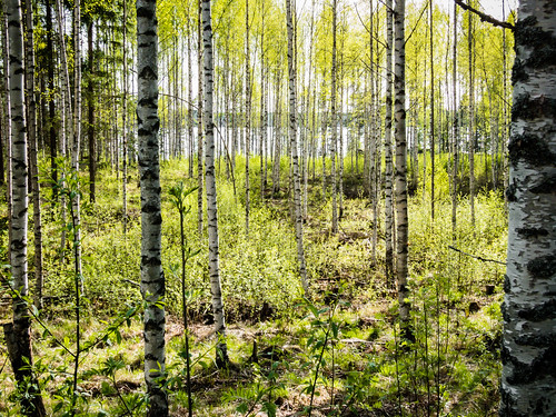 finland koivu grove birch fi backlit maisema järvi uusimaa kevät päivä vastavalo nummipusula canonpowershotsx60hs harvennettu