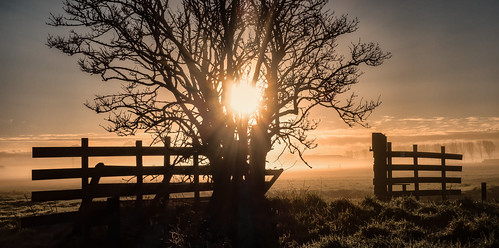 sunlight mist tree netherlands silhouette fog sunrise fence delft rays grassland sundawn middendelfland fencefriday