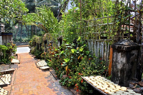 rice cakes drying in a lush alley