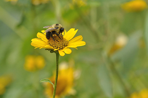 dof bokeh depthoffield bee bumblebee daisy iowastatefair