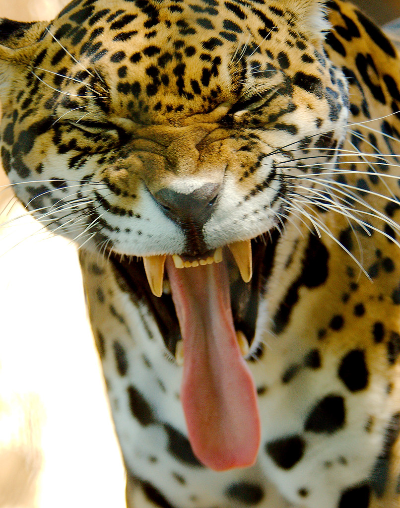 Jaguar (Panthera onca)_9