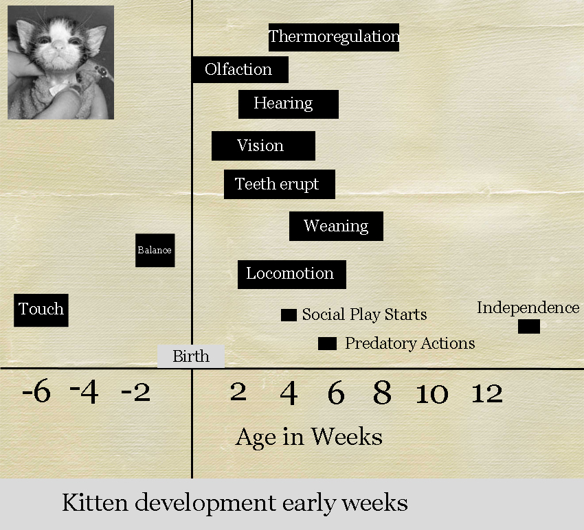 kitten-development-during-early-weeks