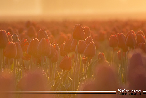 festival sunrise washington spring mount valley tulip skagit vernon