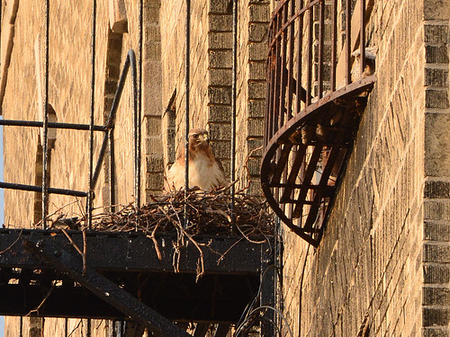Red-Tailed Hawk in Nest (7841)