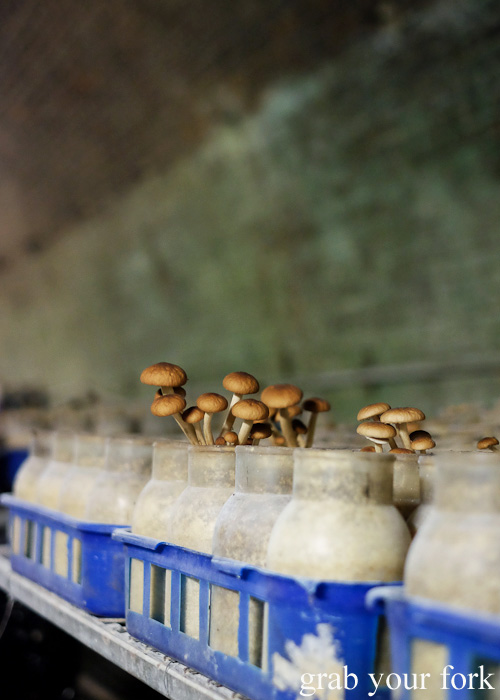 Chestnut mushrooms in the Li-Sun Exotic Mushrooms railway tunnel, Mittagong