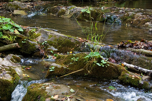 trees green nature water grass river stones poland polska natura bieszczady zielony woda trawa rzeka drzewa kamienie bieszczadymountainrange dołżyczka