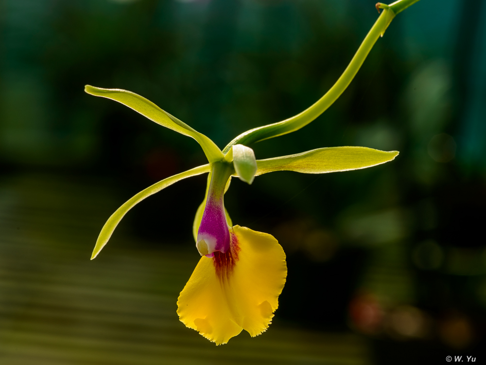 Orchids2015-1