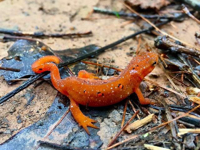 Red eft with rain drops at Fairy Stone State Park, Virginia