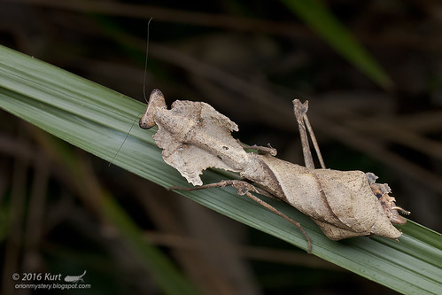 Deroplatys desiccata_MG_0813 copy