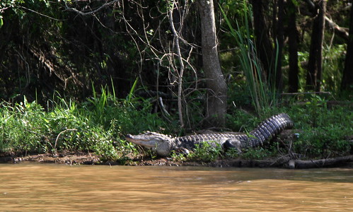gator wildlife abk naturalist lmngno