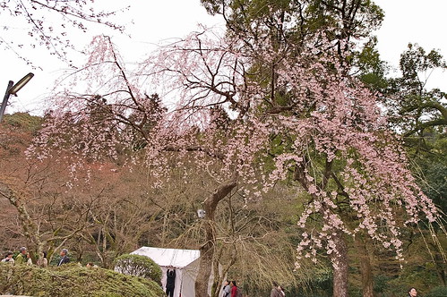 【写真】2013 桜 : 醍醐寺/2021-10-20/IMGP9075