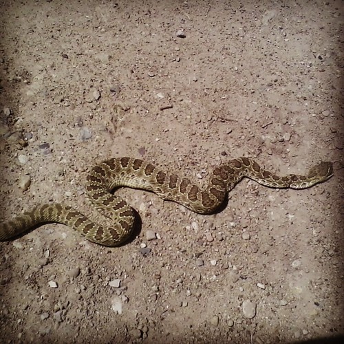 wild nature animals snake rattlesnake