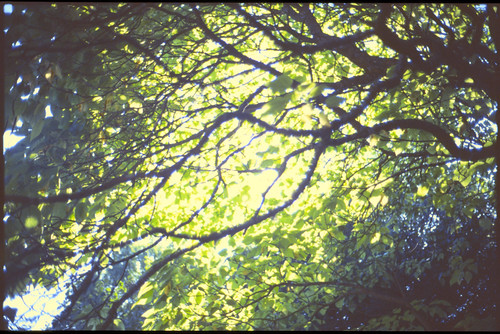 tree film 35mm crossprocessed pflanzen bäume garten baum catalpa trompetenbaum kleinbild oberheinriet dmparadiesuniversal200 expiredoct2009