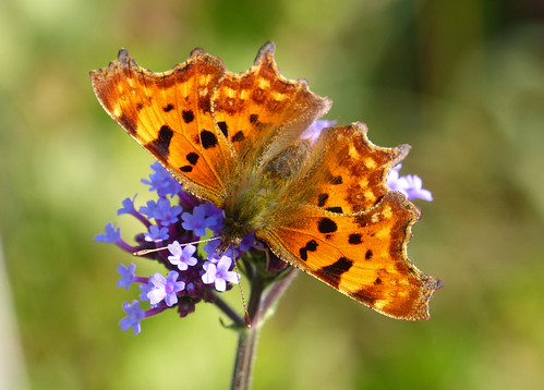 uk macro nature butterfly insect wildlife butterflies lepidoptera ukspecies