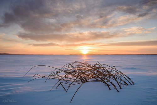 winter sunset canada landscape frozen alberta stalbert biglake hardstembulrush scirpusacutus