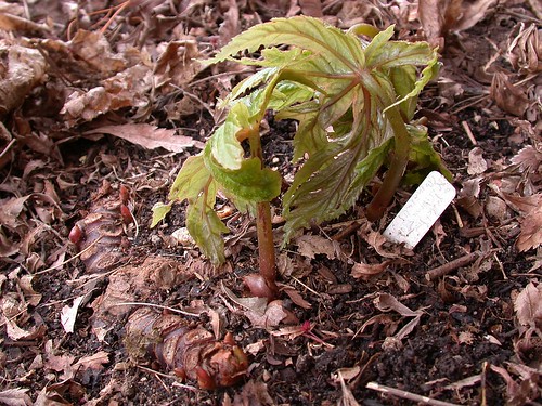 Begonia pedatifida