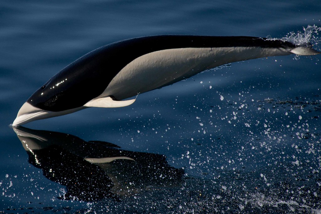 Souththern rightwhale dolphin