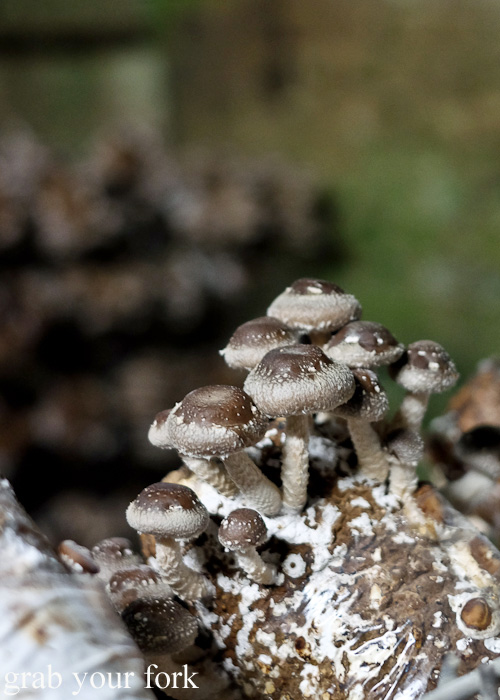 Shiitake mushrooms in the Li-Sun Exotic Mushrooms railway tunnel, Mittagong