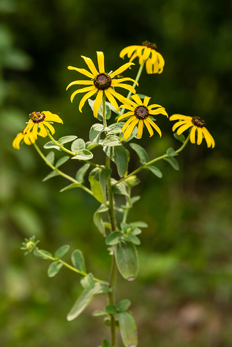 native herb asteraceae dicots rudbeckiamollis softhairconeflower woollyconeflower