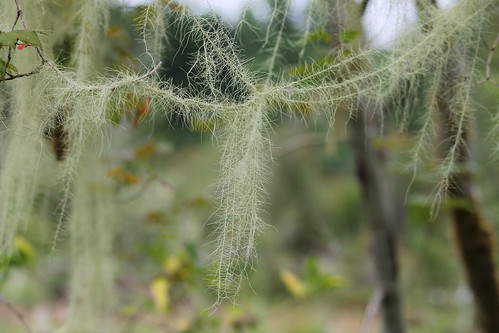 lichen usnea longissima usnealongissima methuselahsbeard schaferstatepark dolichousnea dolichousnealongissima