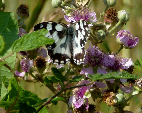 france whitebutterfly melanargiagalathea marbledwhite eguzon p1150823