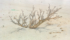 Desert Determined Stunted Tree