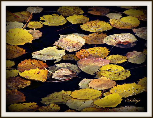 orange fall leaves yellow drops pond floating raindrops