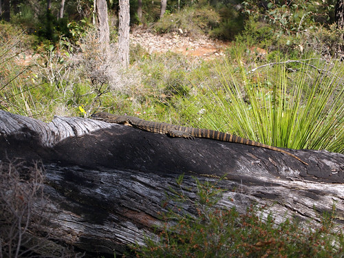 west track australia monitor lizard bushwalking bibbulmun kalamunda