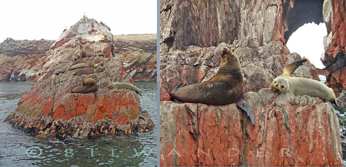 peru ballestas islands sea lions natural reserve travel bilwander ρeru