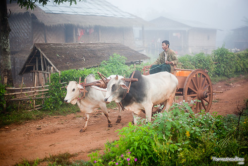 Trekking Kalaw-Inle (día 3) Myanmar