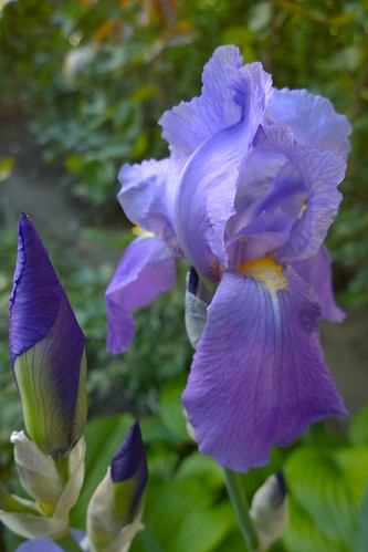 iris purple lumia wpphoto lumia1020