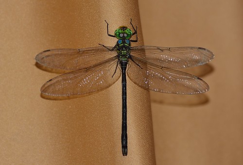 ecuador dragonfly wildlife center napo darner calverti neuraeschna