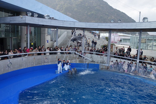 Dolphin Show @Umitamago Aquarium
