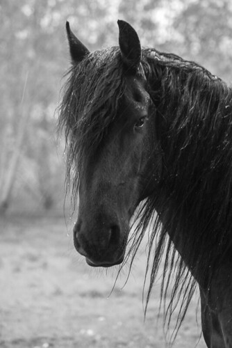 bw horse rain caballo cheval cavallo pferd regen stallion frisian hengst friese lazar häven guthäven