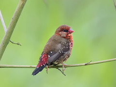 Red Avadavat (Red Munia, Strawberry Finch) _ Pulau Punggol Barat ☺