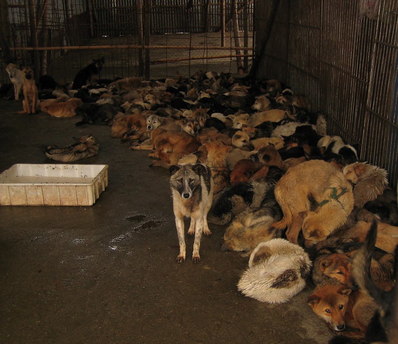 Many dogs in captivity