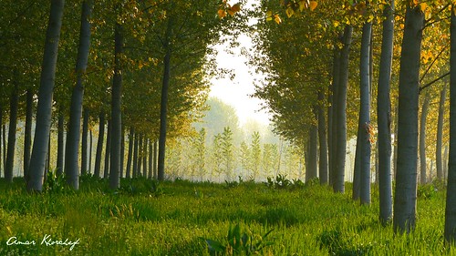 primavera alberi fiume mantova po colori lombardia revere pioppi pianura padana blinkagain