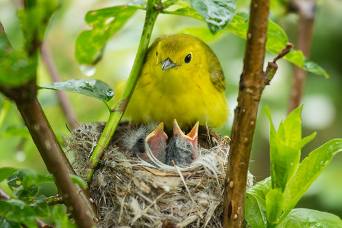 Yellow Warbler and chicks
