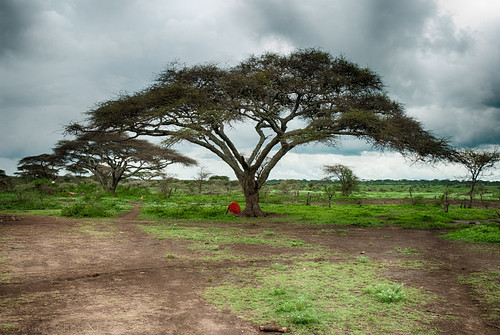 landscape tanzania acacia masai masaai masek