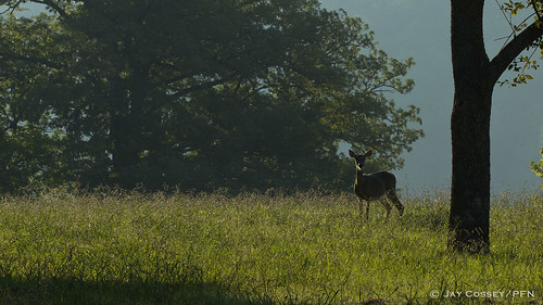 deer arkansas mammalia horseshoebendpark bentonco photographerjaycossey