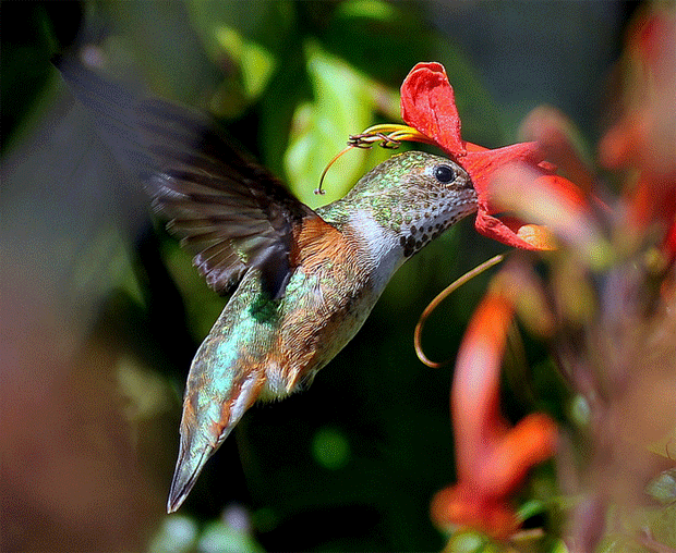 Reader photo: Rufous hummingbird at the . County Arboretum - Los Angeles  Times