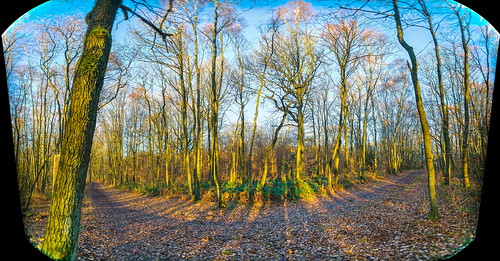 morning trees panorama forest sunrise woods sony a7 hugin sarttilman