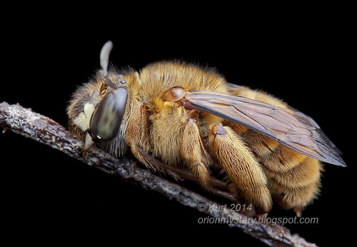 Sleeping Bee IMG_9103 copy