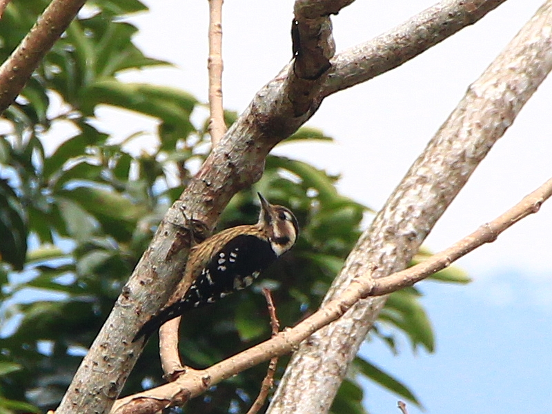 IMG_0309 小啄木 Grey-capped Woodpecker